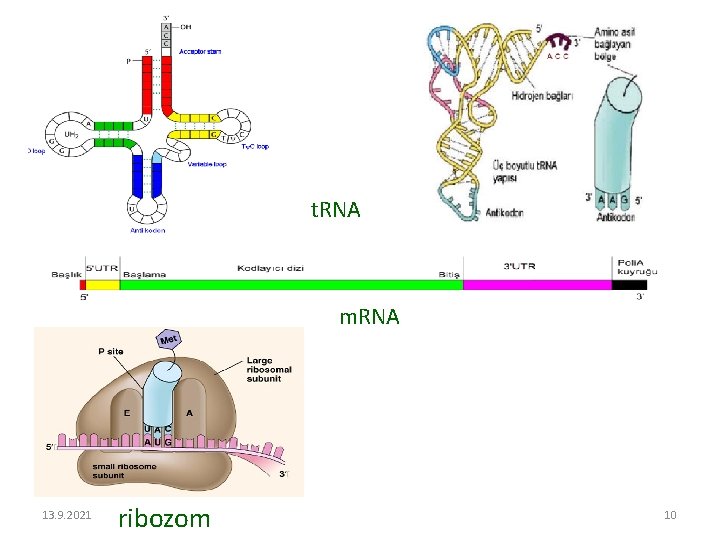 t. RNA m. RNA 13. 9. 2021 ribozom 10 