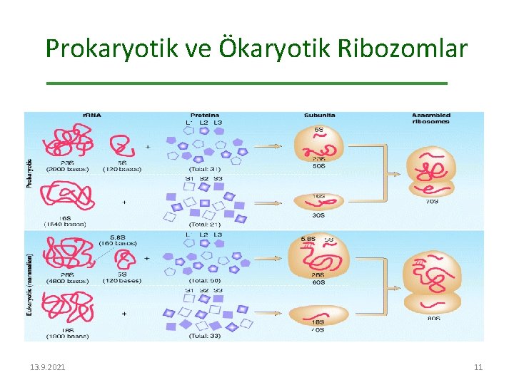 Prokaryotik ve Ökaryotik Ribozomlar 13. 9. 2021 11 