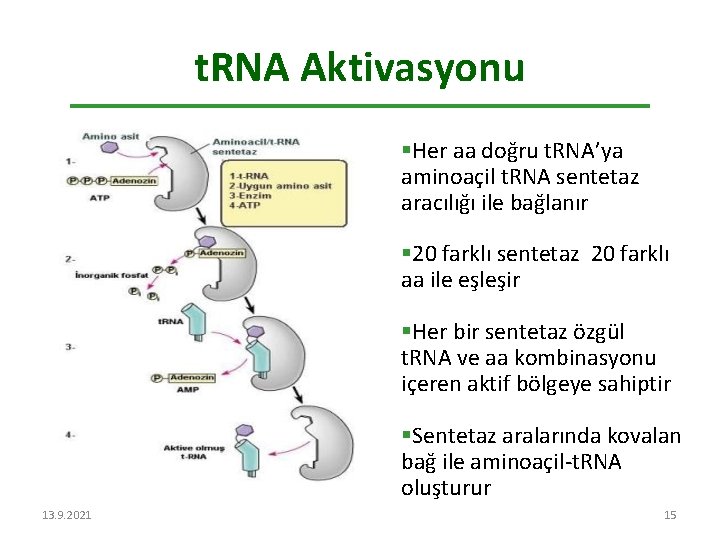 t. RNA Aktivasyonu §Her aa doğru t. RNA’ya aminoaçil t. RNA sentetaz aracılığı ile