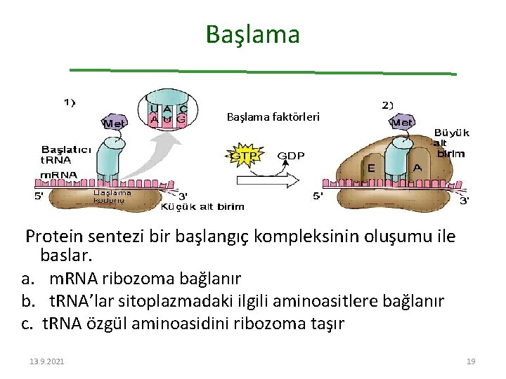 Başlama faktörleri Protein sentezi bir başlangıç kompleksinin oluşumu ile baslar. a. m. RNA ribozoma