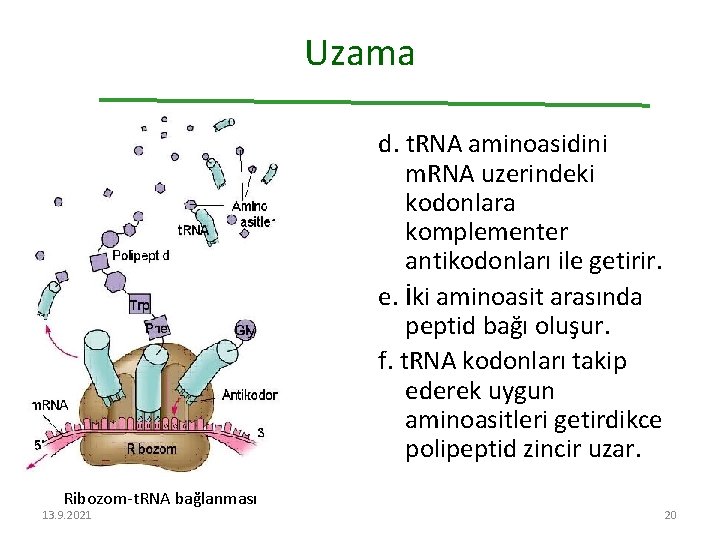 Uzama d. t. RNA aminoasidini m. RNA uzerindeki kodonlara komplementer antikodonları ile getirir. e.