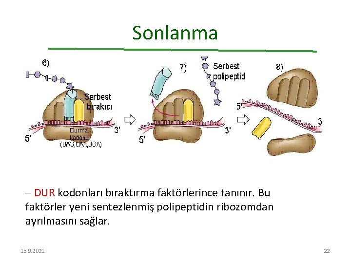 Sonlanma – DUR kodonları bıraktırma faktörlerince tanınır. Bu faktörler yeni sentezlenmiş polipeptidin ribozomdan ayrılmasını