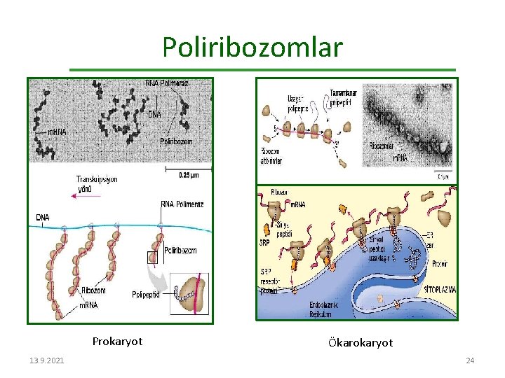 Poliribozomlar Prokaryot 13. 9. 2021 Ökarokaryot 24 