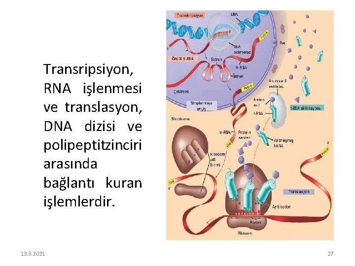 Transripsiyon, RNA işlenmesi ve translasyon, DNA dizisi ve polipeptitzinciri arasında bağlantı kuran işlemlerdir. 13.
