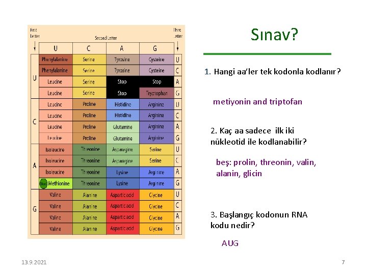 Sınav? 1. Hangi aa’ler tek kodonla kodlanır? metiyonin and triptofan 2. Kaç aa sadece