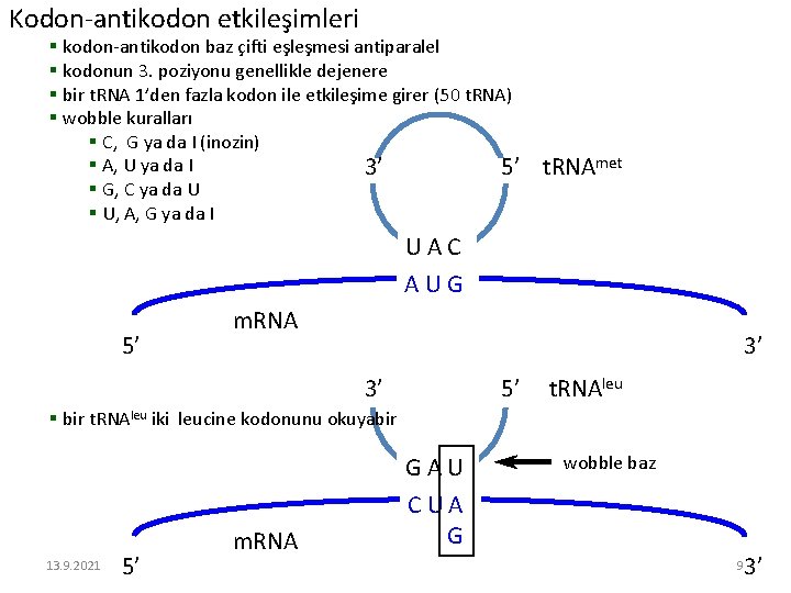 Kodon-antikodon etkileşimleri § kodon-antikodon baz çifti eşleşmesi antiparalel § kodonun 3. poziyonu genellikle dejenere