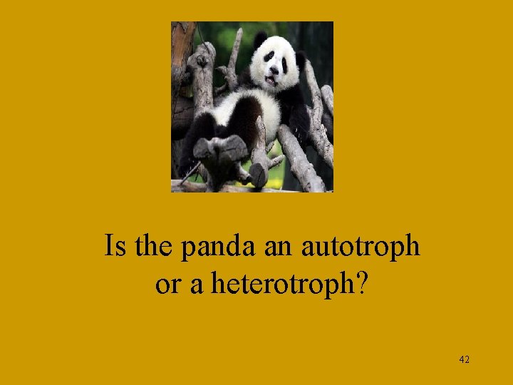 Is the panda an autotroph or a heterotroph? 42 