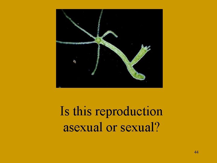 Is this reproduction asexual or sexual? 44 