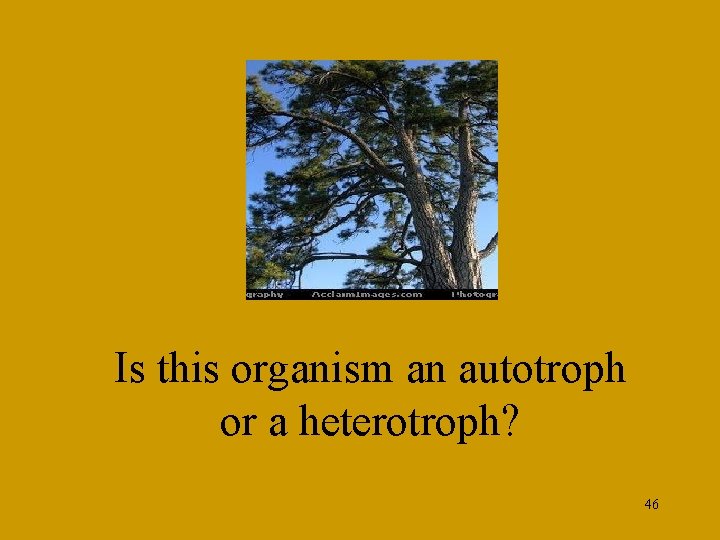 Is this organism an autotroph or a heterotroph? 46 