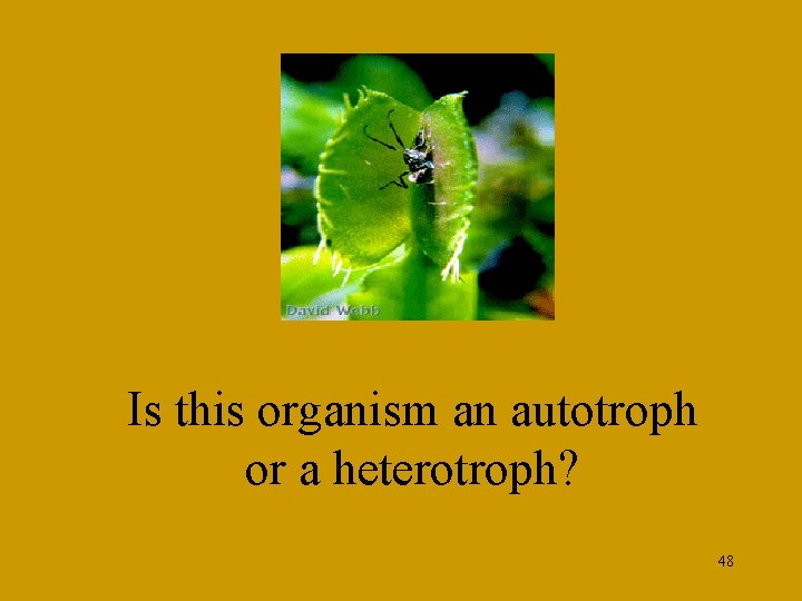Is this organism an autotroph or a heterotroph? 48 