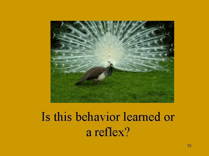 Is this behavior learned or a reflex? 50 