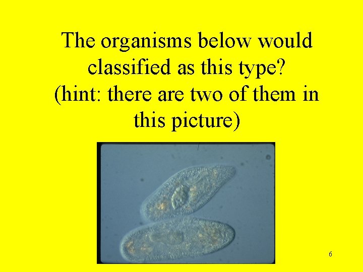 The organisms below would classified as this type? (hint: there are two of them