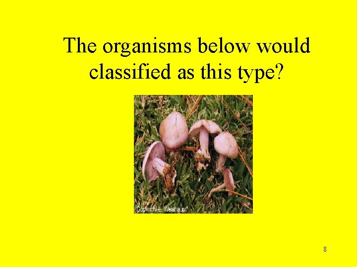 The organisms below would classified as this type? 8 