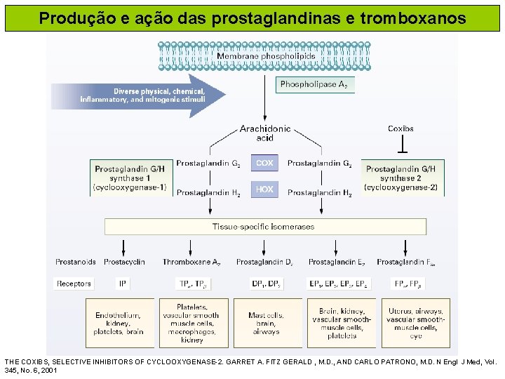 Produção e ação das prostaglandinas e tromboxanos THE COXIBS, SELECTIVE INHIBITORS OF CYCLOOXYGENASE-2. GARRET