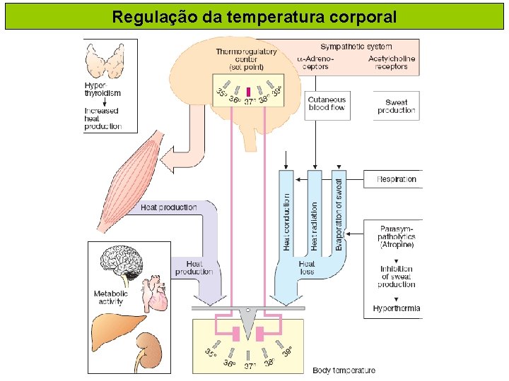 Regulação da temperatura corporal 