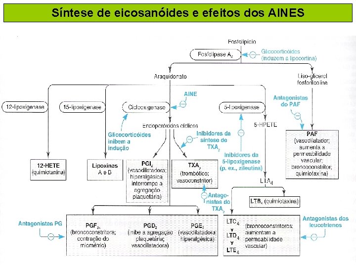 Síntese de eicosanóides e efeitos dos AINES 