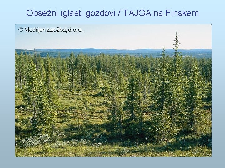 Obsežni iglasti gozdovi / TAJGA na Finskem 