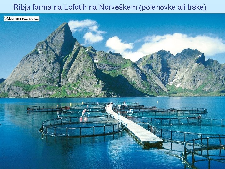 Ribja farma na Lofotih na Norveškem (polenovke ali trske) 