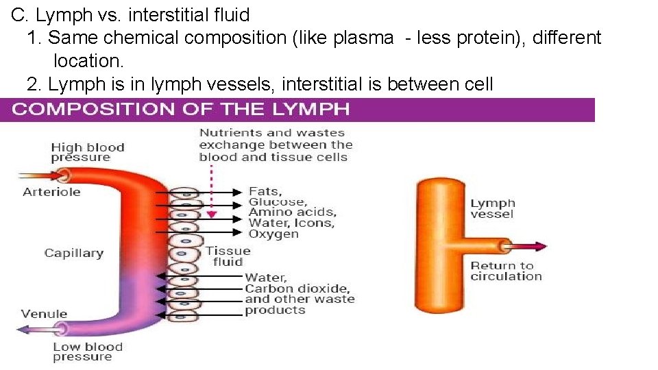 C. Lymph vs. interstitial fluid 1. Same chemical composition (like plasma - less protein),