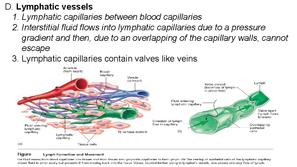 D. Lymphatic vessels 1. Lymphatic capillaries between blood capillaries 2. Interstitial fluid flows into