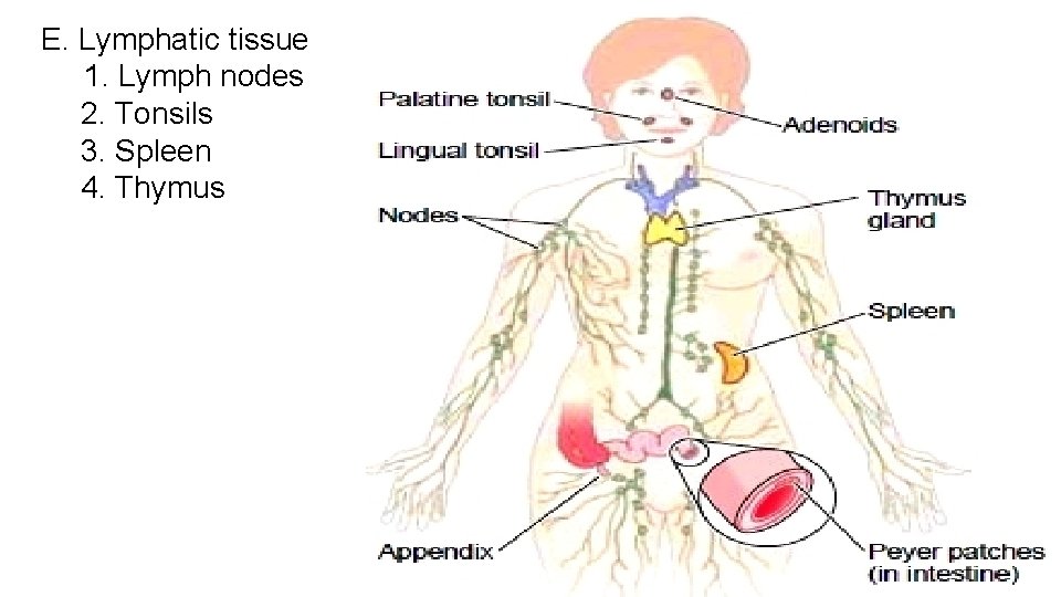 E. Lymphatic tissue 1. Lymph nodes 2. Tonsils 3. Spleen 4. Thymus 