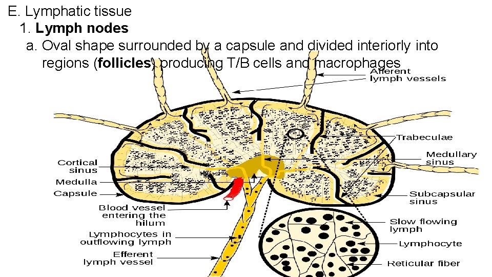 E. Lymphatic tissue 1. Lymph nodes a. Oval shape surrounded by a capsule and