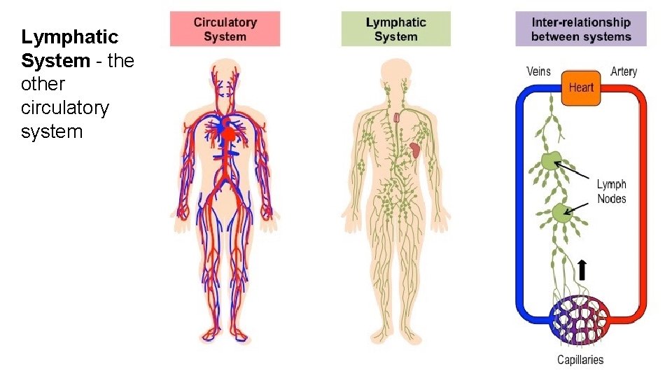 Lymphatic System - the other circulatory system 