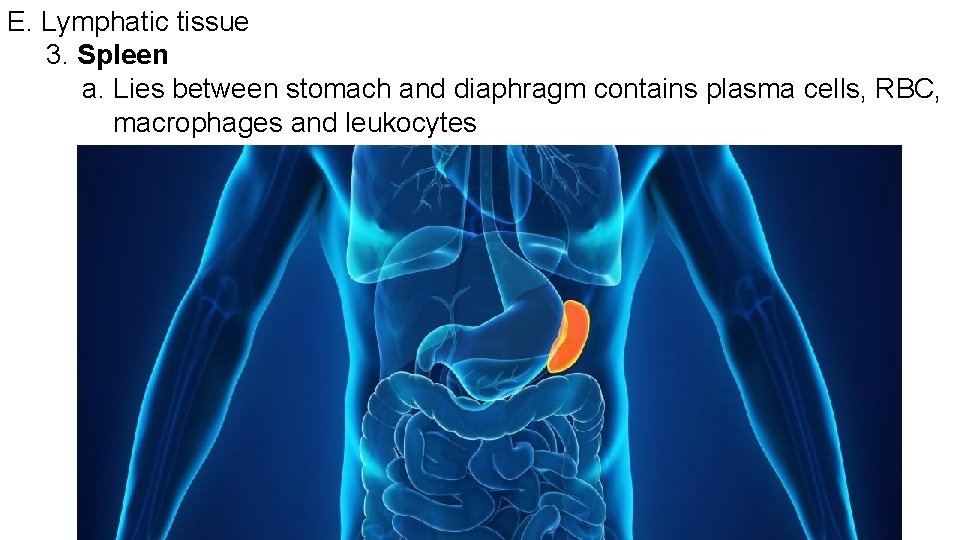 E. Lymphatic tissue 3. Spleen a. Lies between stomach and diaphragm contains plasma cells,