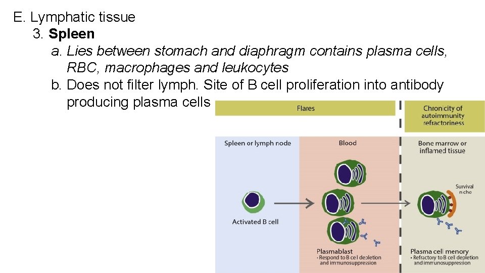 E. Lymphatic tissue 3. Spleen a. Lies between stomach and diaphragm contains plasma cells,