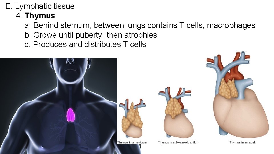 E. Lymphatic tissue 4. Thymus a. Behind sternum, between lungs contains T cells, macrophages