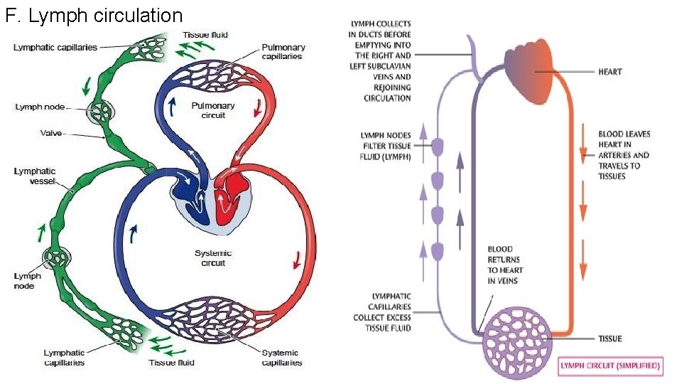 F. Lymph circulation 