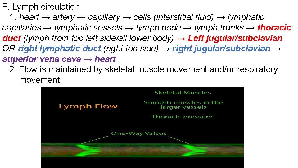 F. Lymph circulation 1. heart → artery → capillary → cells (interstitial fluid) →