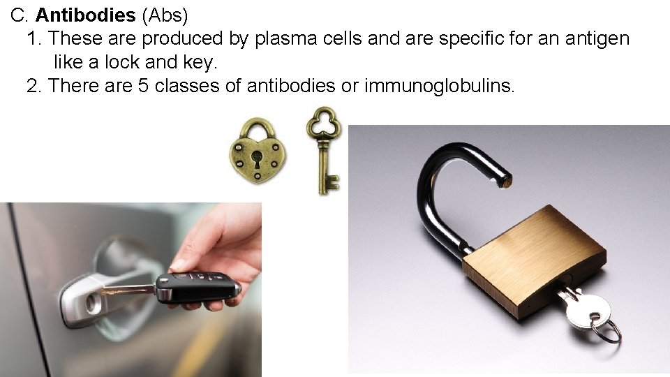 C. Antibodies (Abs) 1. These are produced by plasma cells and are specific for