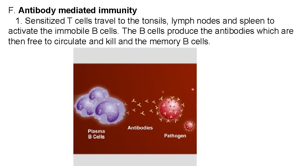 F. Antibody mediated immunity 1. Sensitized T cells travel to the tonsils, lymph nodes