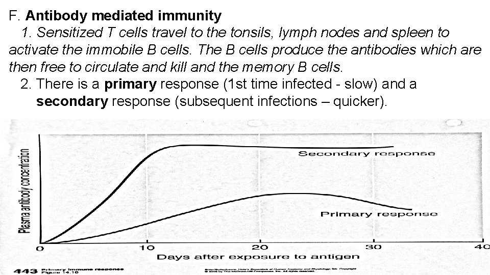 F. Antibody mediated immunity 1. Sensitized T cells travel to the tonsils, lymph nodes