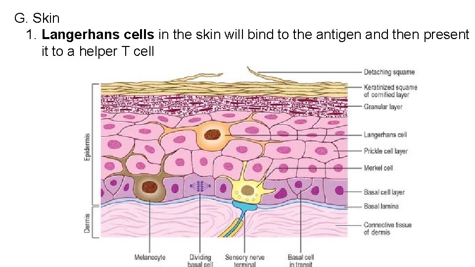 G. Skin 1. Langerhans cells in the skin will bind to the antigen and