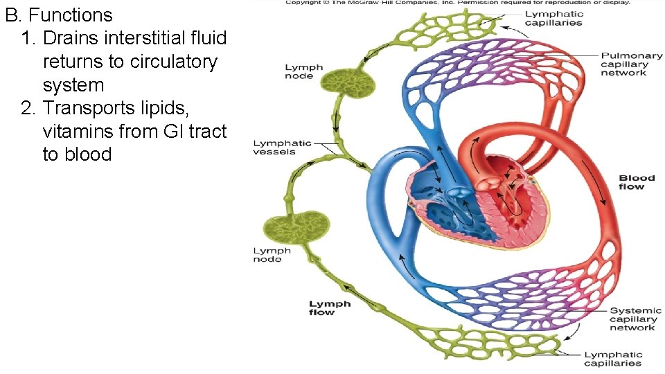 B. Functions 1. Drains interstitial fluid returns to circulatory system 2. Transports lipids, vitamins