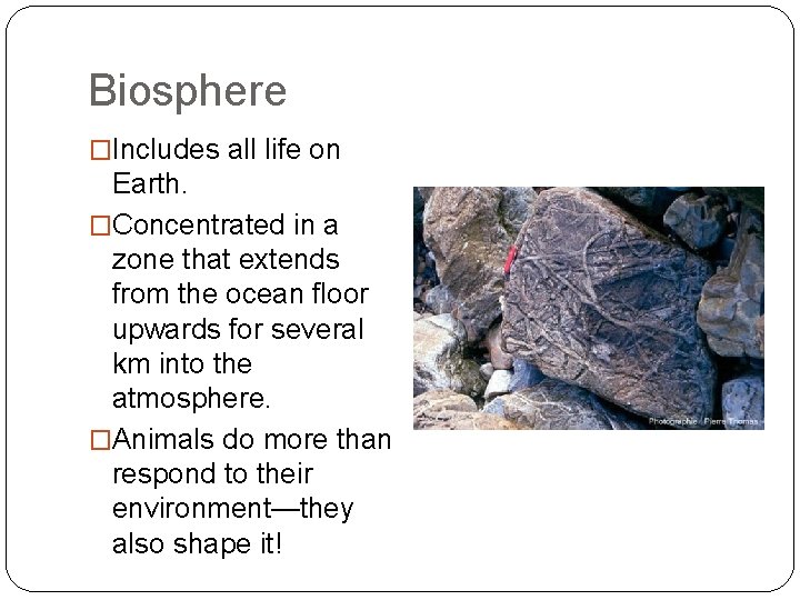 Biosphere �Includes all life on Earth. �Concentrated in a zone that extends from the