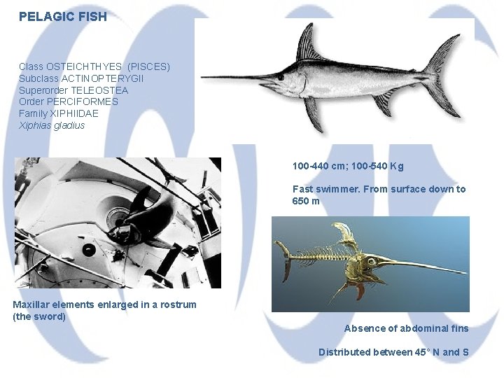 PELAGIC FISH Class OSTEICHTHYES (PISCES) Subclass ACTINOPTERYGII Superorder TELEOSTEA Order PERCIFORMES Family XIPHIIDAE Xiphias