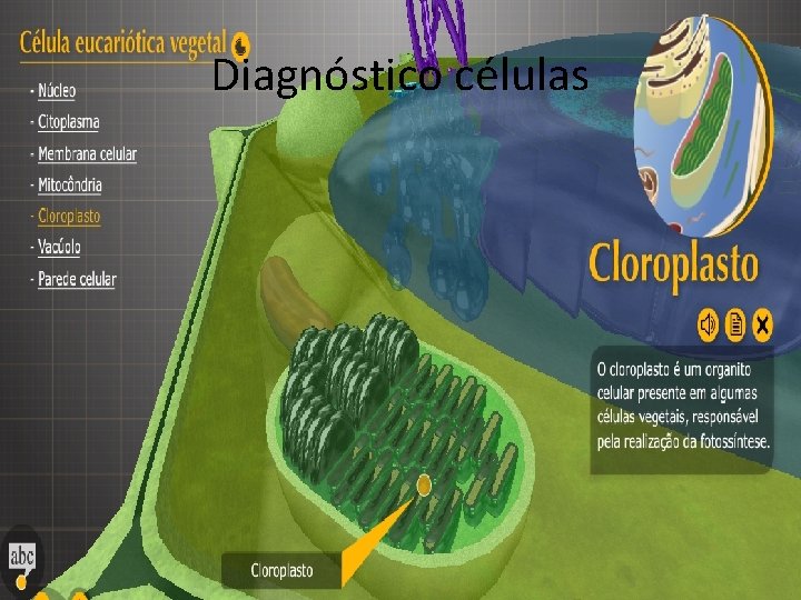 Diagnóstico células 