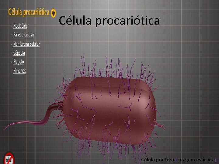 Célula procariótica Célula por fora (Imagem esticada) 