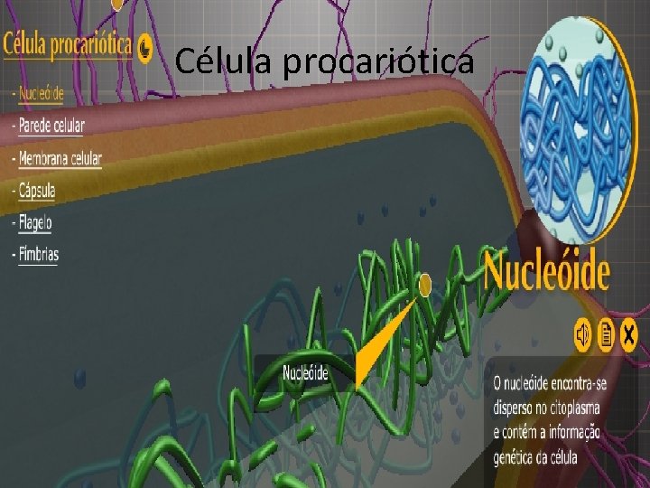 Célula procariótica 