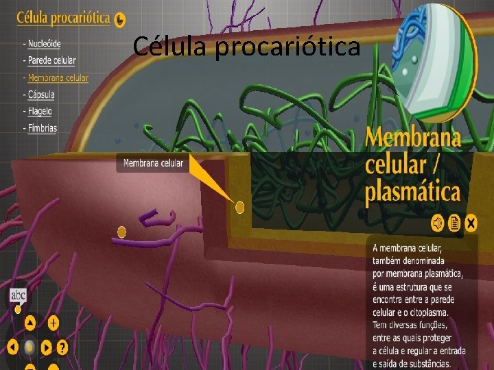Célula procariótica 