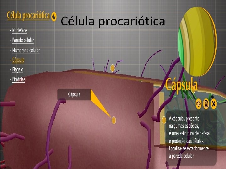 Célula procariótica 