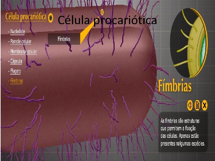 Célula procariótica 