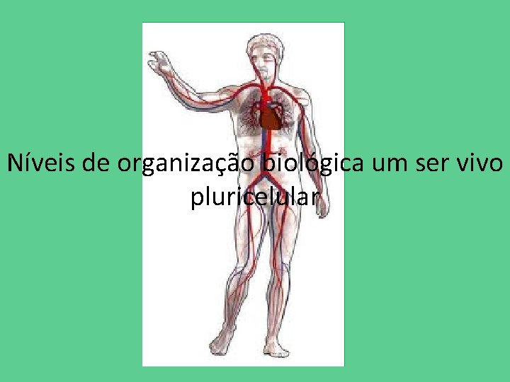 Níveis de organização biológica um ser vivo pluricelular 