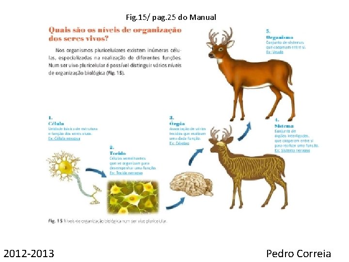 Fig. 15/ pag. 25 do Manual 2012 -2013 Pedro Correia 