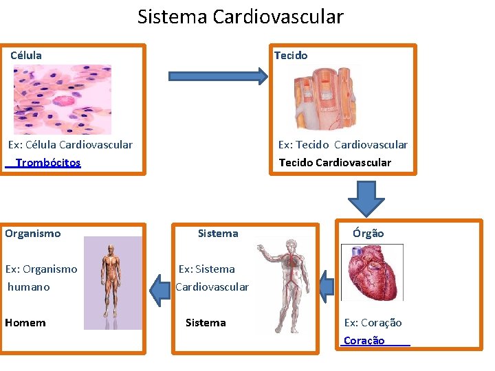 Sistema Cardiovascular Célula Tecido Ex: Célula Cardiovascular Trombócitos Organismo Ex: Organismo humano Homem Ex: