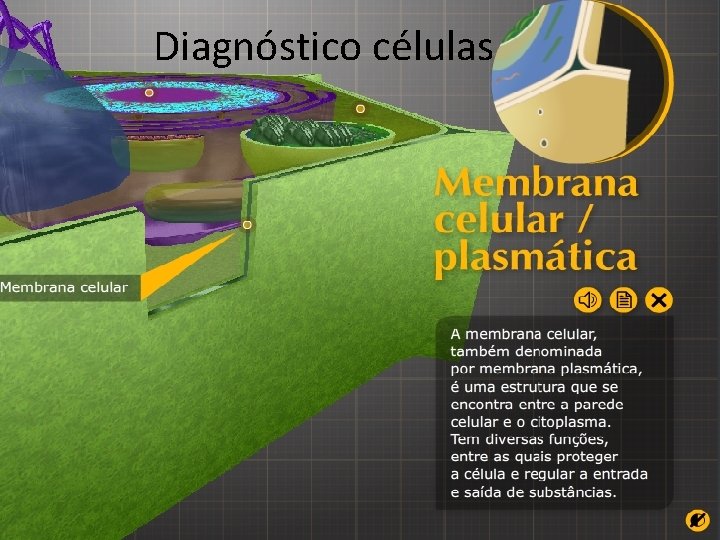 Diagnóstico células 