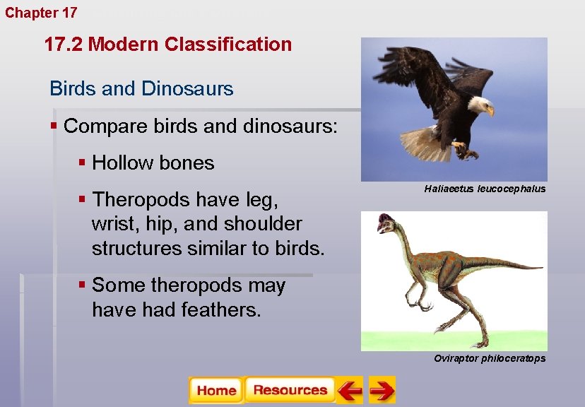 Chapter 17 Organizing Life’s Diversity 17. 2 Modern Classification Birds and Dinosaurs § Compare